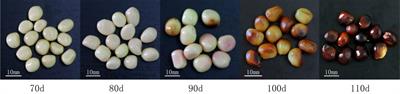 Callus induction and transcriptomic analysis of in vitro embryos at different developmental stages of peony